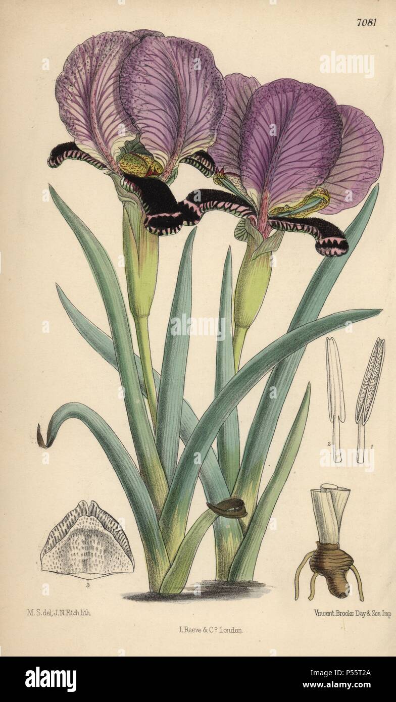 Iris paradoxa, violet iris originaire du Caucase et du nord de la Perse. La main, illustration botanique dessiné par Mathilde Smith et lithographiée par John Nugent Fitch de Joseph Dalton Hooker's 'Curtis's Botanical Magazine, 1889', L. Reeve & Co. un deuxième-cousin et élève de Sir Joseph Dalton Hooker, Matilda Smith (1854-1926) a été le principal artiste pour le Botanical Magazine de 1887 à 1920 et a contribué 2 300 illustrations. Banque D'Images