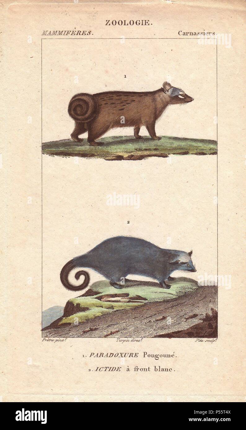 Palm civet asiatique, Paradoxurus hermaphroditus, et d'ictère, rieuses albifrons Paradoxurus. Gravure coloriée en crépi Plee à partir d'une illustration par Jean-Gabriel Pretre réalisé par Turpin de Jussieu 'Dictionnaire du des Sciences Naturelles,' Paris, Levrault, 1816-1830. Pretre (17801845) était peintre d'histoire naturelle à l'Impératrice Joséphine's zoo et plus tard est devenu artiste pour le Musée d'Histoire Naturelle. Banque D'Images