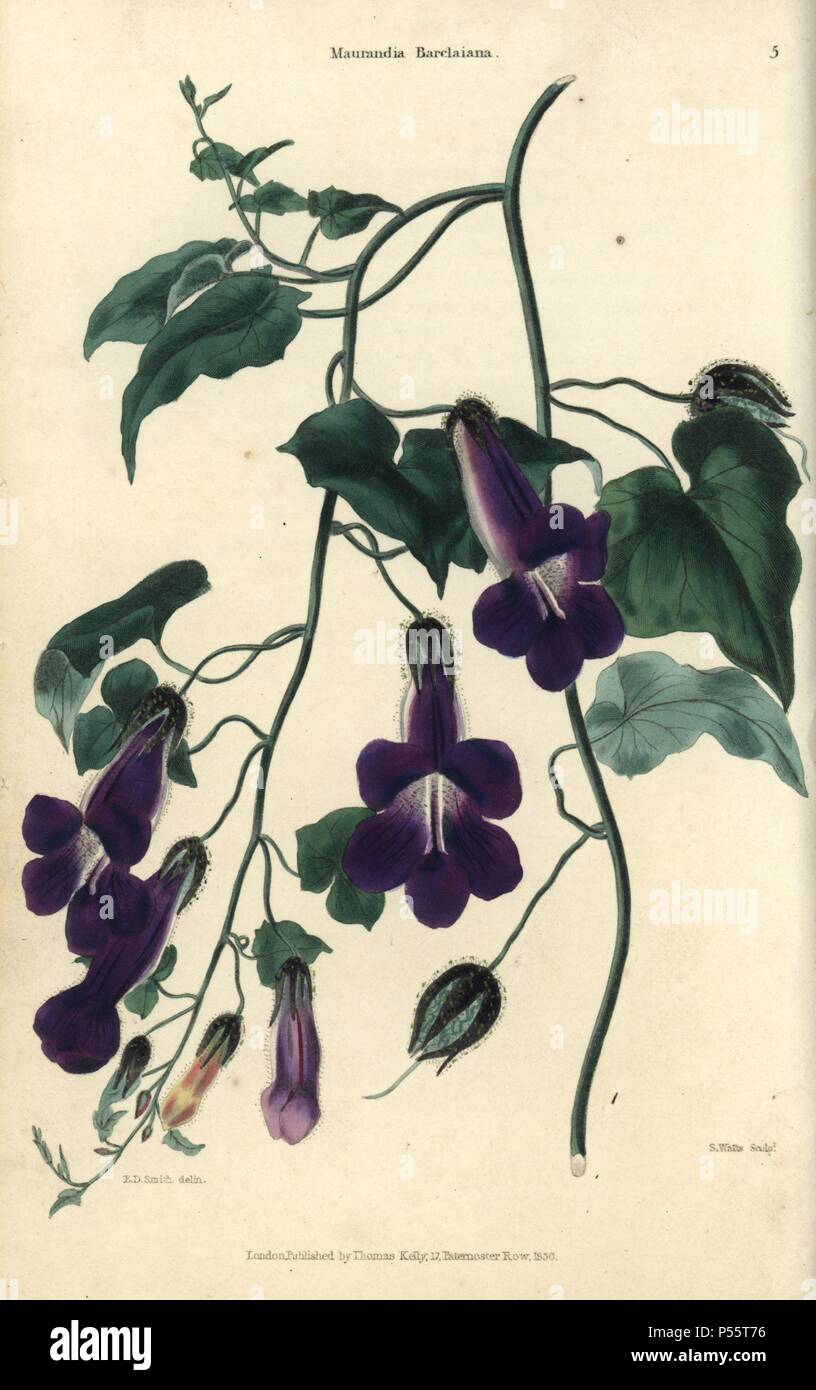 Plante grimpante à fleurs violettes, Maurandia barclayana . La main, illustration par E.D. Smith gravé par Watts de Charles McIntosh's 'Flora et Pomona' 1829. McIntosh (1794-1864) était un jardinier écossais à l'aristocratie européenne et l'image, et l'auteur de nombreux livre sur le jardinage. E.D. Smith était un artiste botanique qui a attiré pour Robert Sweet, Benjamin Maund, etc. Banque D'Images