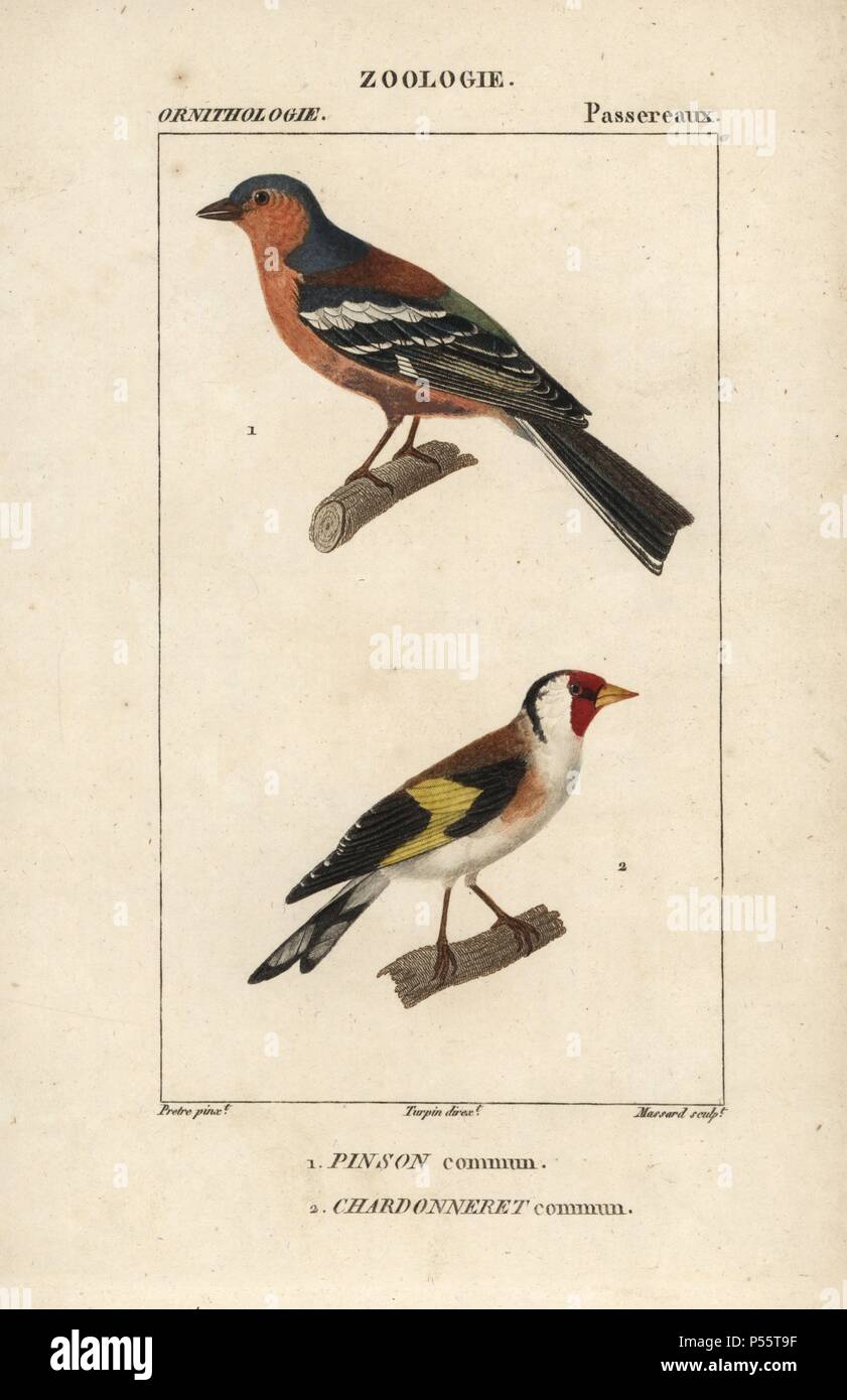 Chaffinch, Fringilla coelebs, et chardonneret, Carduelis carduelis. Gravure sur cuivre coloriée à crépi de Dumont de Sainte-Croix's 'Dictionary of Natural Science : ornithologie,' Paris, France, 1816-1830. Illustration par J. G. Pretre, gravés par Massard, réalisé par Pierre Jean François Turpin, et publié par F.G. Levrault. Jean Gabriel Pretre (17801845) était peintre d'histoire naturelle à l'Impératrice Joséphine's zoo et plus tard est devenu artiste pour le Musée d'Histoire Naturelle. Turpin (1775-1840) est considéré comme l'un des plus grands illustrateurs botaniques français du 19e siècle. Banque D'Images