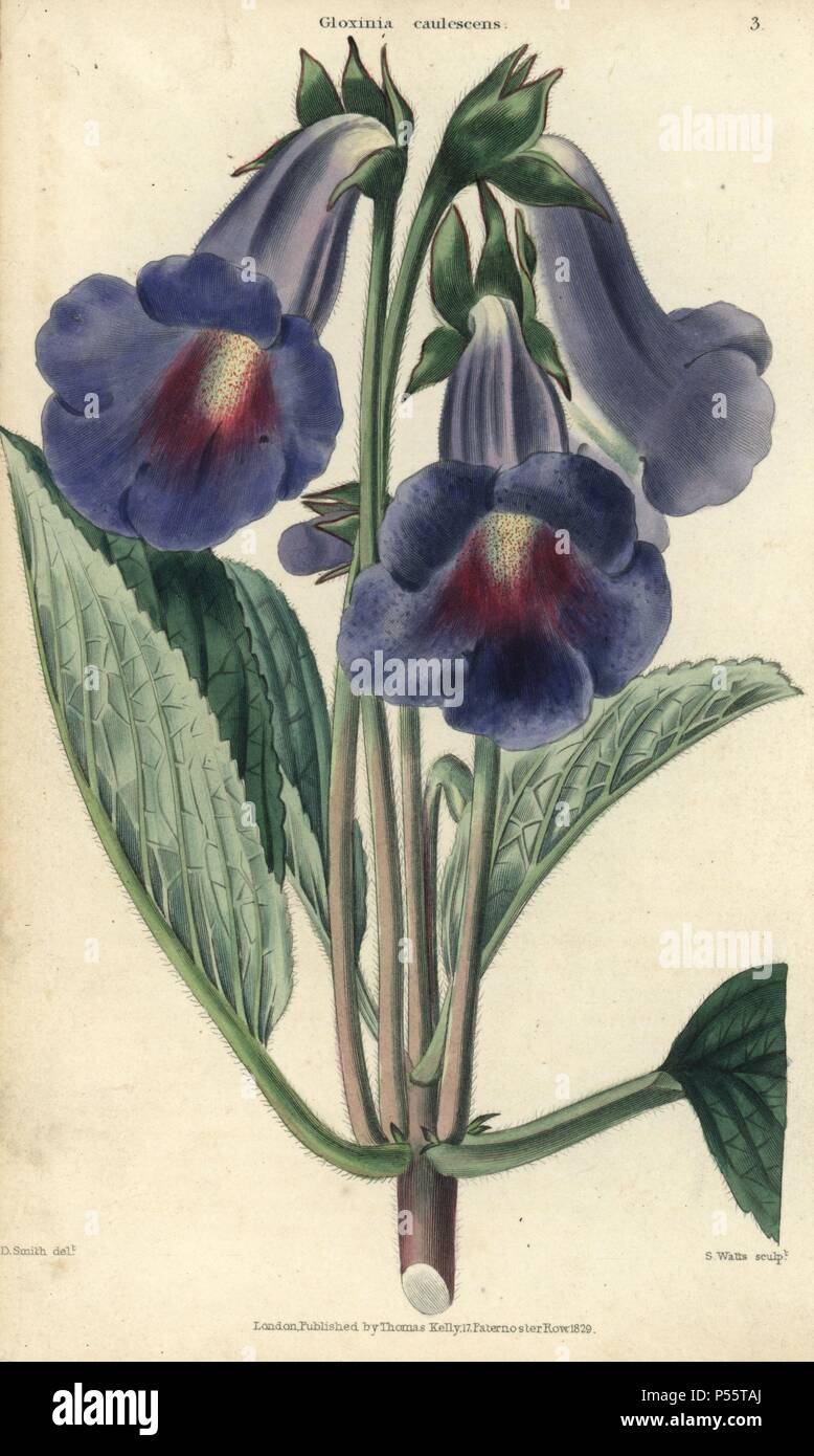 Blue et lilac flowered Gloxinia caulescens. La main, illustration par E.D. Smith gravé par Watts de Charles McIntosh's 'Flora et Pomona' 1829. McIntosh (1794-1864) était un jardinier écossais à l'aristocratie européenne et l'image, et l'auteur de nombreux livre sur le jardinage. E.D. Smith était un artiste botanique qui a attiré pour Robert Sweet, Benjamin Maund, etc. Banque D'Images