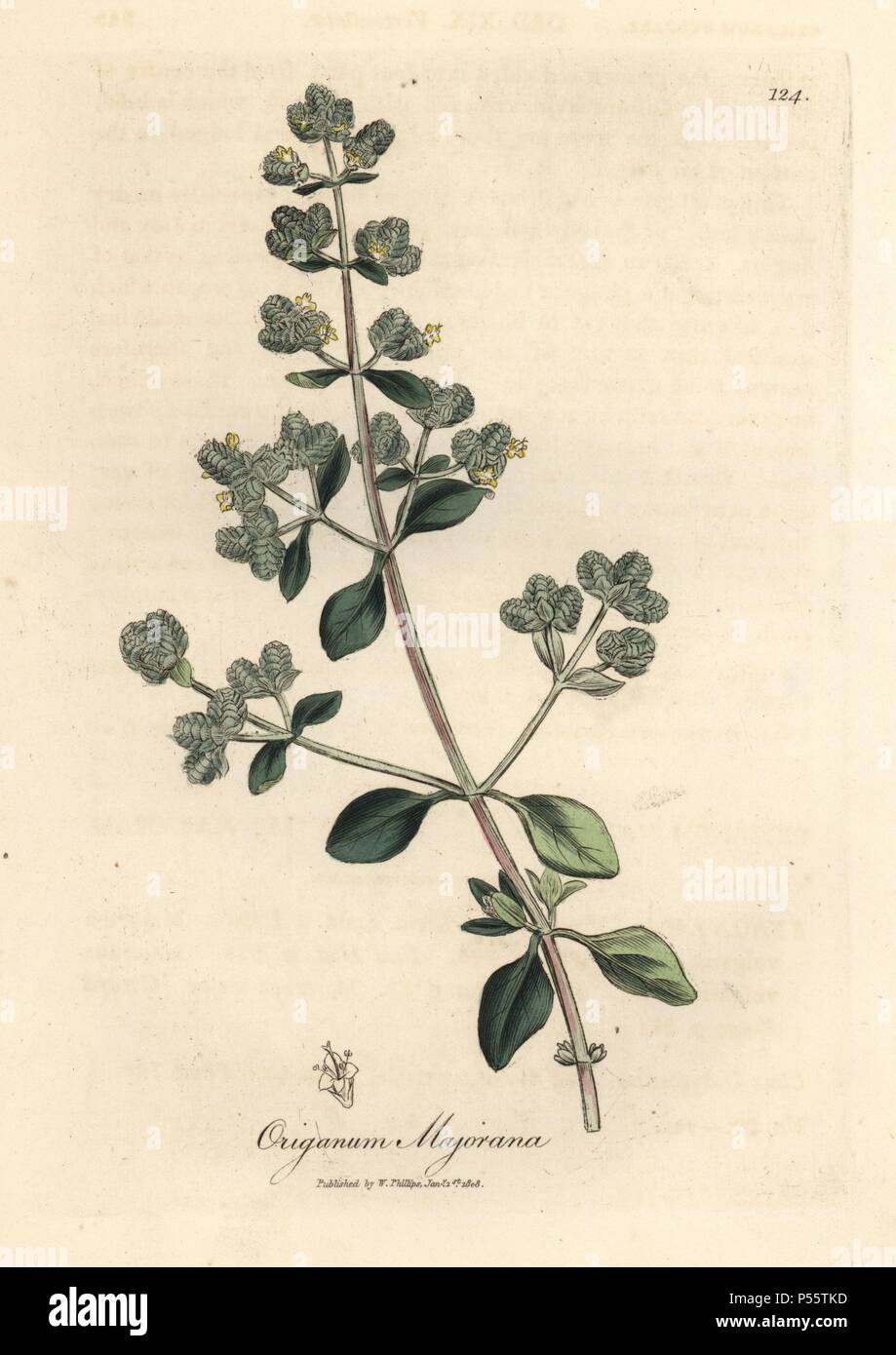 Fleur Jaune Marjolaine Origanum Majorana Doux Coloriee Cuivre Technique Botanique Illustration James Sowerby Sir William Woodville