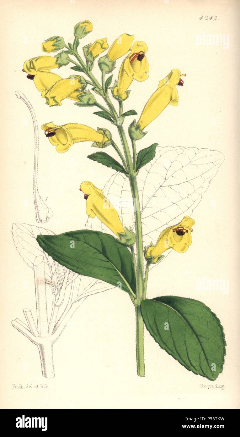 À feuilles elliptiques, gesneria Gesneria elliptica, sinningia incarnata. La main, illustration botanique dessiné et lithographié par Walter Hood Fitch pour Sir William Jackson Hooker's 'Curtis's Botanical Magazine, Londres, Reeve Frères, 1846. Fitch (18171892) était un infatigable artiste écossais qui a attiré plus de 2 700 lithographies pour la 'Botanical Magazine' à partir de 1834. Banque D'Images