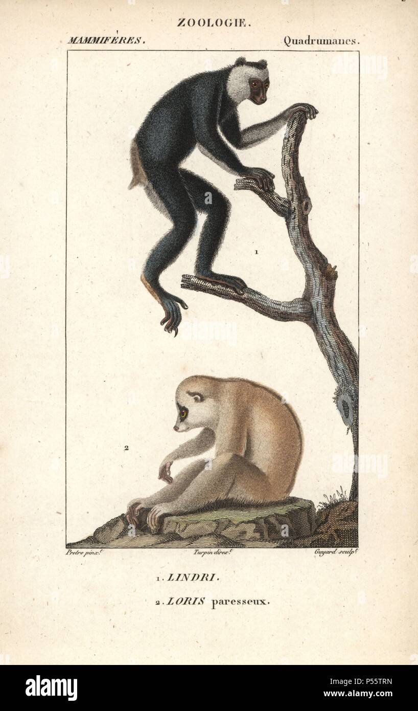 L'Indri Indri Indri ou babakoto, (en voie de disparition) et loris lent Sunda, Nycticebus coucang (vulnérable). Gravure sur cuivre coloriée à crépi de Frédéric Cuvier's 'Dictionary of Natural Science : Mammifères,' Paris, France, 1816. Illustration par J. G. Pretre, gravée par Guyard, réalisé par Pierre Jean François Turpin, et publié par F.G. Levrault. Jean Gabriel Pretre (1780~1845) était peintre d'histoire naturelle à l'Impératrice Joséphine's zoo et plus tard est devenu artiste pour le Musée d'Histoire Naturelle. Turpin (1775-1840) est considéré comme l'un des plus grands illustrateurs botaniques français du 19e siècle Banque D'Images