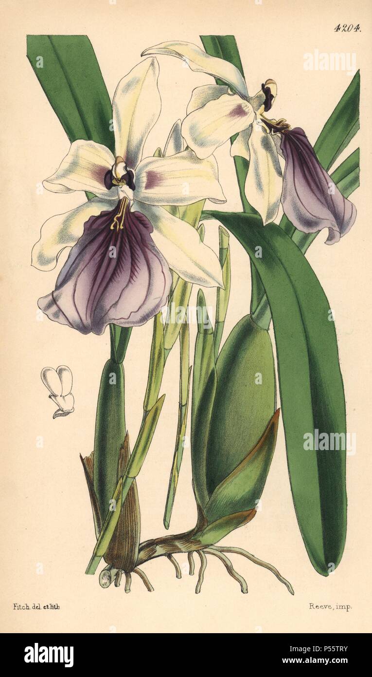Orchidée miltonia voyantes, Miltonia spectabilis. La main, illustration botanique dessiné et lithographié par Walter Hood Fitch pour Sir William Jackson Hooker's 'Curtis's Botanical Magazine, Londres, Reeve Frères, 1846. Fitch (1817~1892) était un infatigable artiste écossais qui a attiré plus de 2 700 lithographies pour la 'Botanical Magazine' à partir de 1834. Banque D'Images