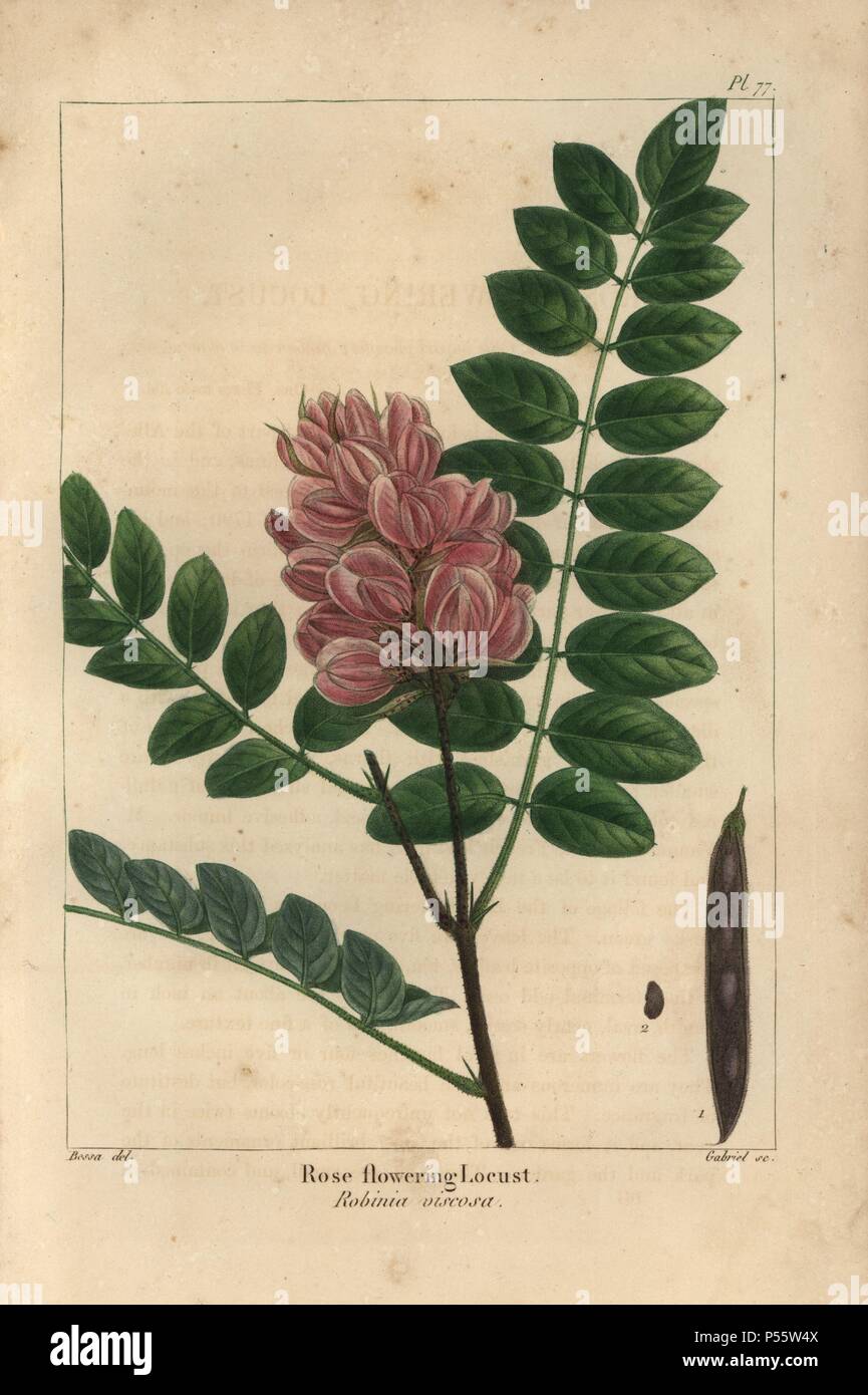 Feuilles, fleurs, graines et gousses de la Rose-floraison locust tree ou moite, Robinia viscosa. Gravure coloriée à crépi d'une illustration botanique par Pancrace Bessa, gravé sur cuivre par Gabriel, de François André Michaux's 'North American Sylva, Philadelphie, 1857'. Le botaniste français Michaux (1770-1855) a exploré et le Canada en 1785 le catalogage de ses arbres indigènes. Banque D'Images