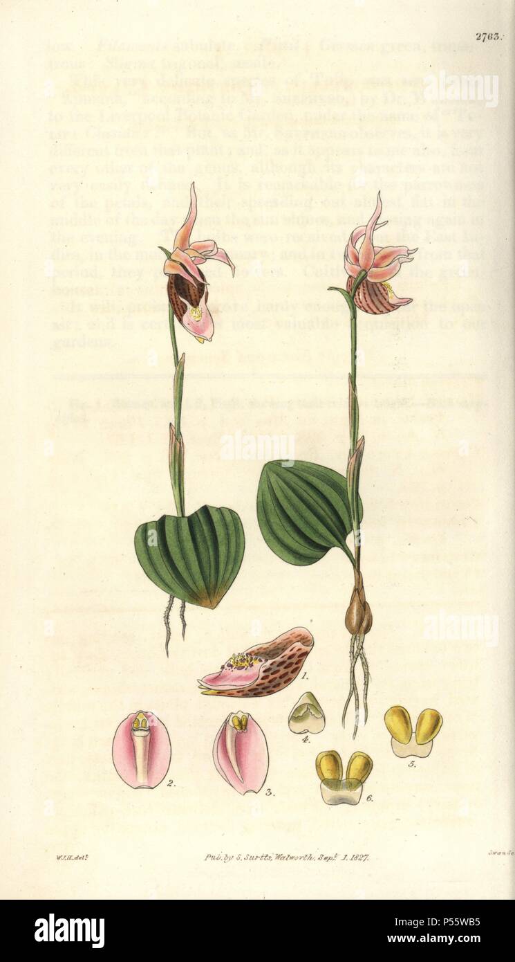 Calypso borealis. . Le nord de l'orchidée de calypso rose et fleurs marron. Nymphe de la Nord. . Illustration par WJ Hooker, gravée par Swan. Coloriée à la gravure sur cuivre de William Curtis's Botanical Magazine 'Le' 1827.. . William Jackson Hooker (1785-1865) était un botaniste, écrivain et artiste. Il était professeur de botanique à l'Université de Glasgow, et éditeur de Curtis' 'Botanical Magazine" de 1827 à 1865. En 1841, il est nommé directeur des Jardins botaniques royaux de Kew, et fut remplacé par son fils Joseph Dalton. Hooker a documenté les orchidées et fougères craquelure qui ont secoué Banque D'Images