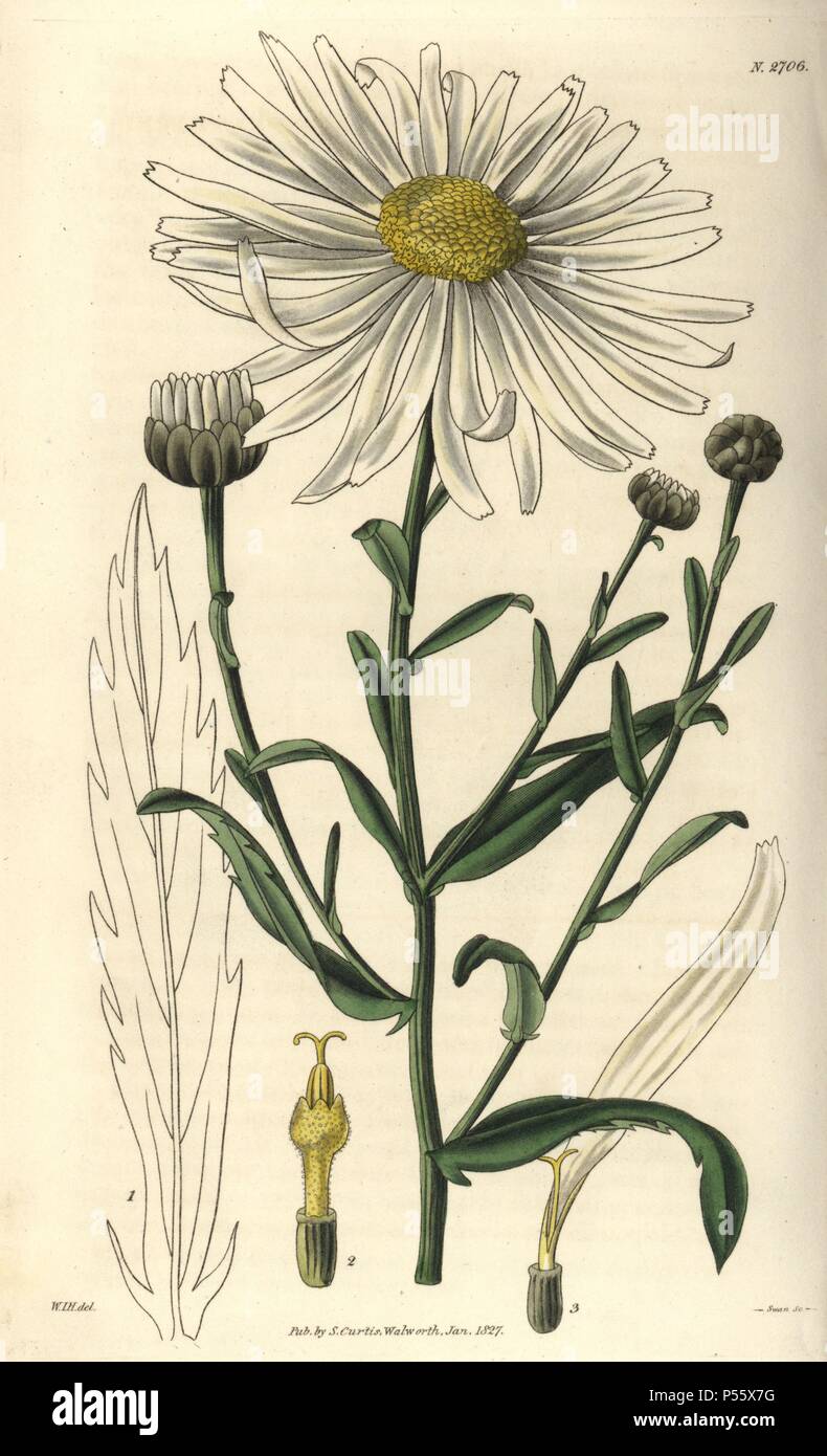 Le pyrèthre uligonosum. . Grande fleur de marais. Illustration par WJ Hooker, gravée par Swan.. . Coloriée à la gravure sur cuivre de William Curtis's Botanical Magazine 'Le' 1827.. . William Jackson Hooker (1785-1865) était un botaniste, écrivain et artiste. Il était professeur de botanique à l'Université de Glasgow, et éditeur de Curtis' 'Botanical Magazine" de 1827 à 1865. En 1841, il est nommé directeur des Jardins botaniques royaux de Kew, et fut remplacé par son fils Joseph Dalton. Hooker a documenté les orchidées et fougères craquelure qui ont secoué l'Angleterre au milieu du xixe siècle dans le livre Banque D'Images