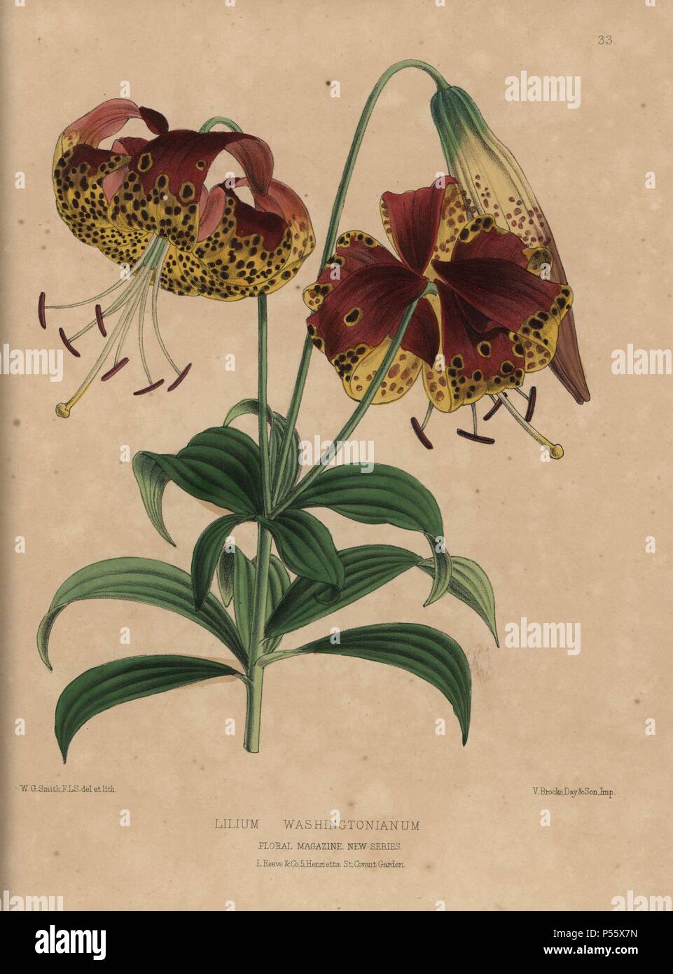 Lis jaune et pourpre. Lilium washingtonianum. Coloriée dessinée et lithographiée par botanique W.G. Smith, de H.H. L'Dombrain «1872 Floral Magazine'.. Worthington G. Smith (1835-1917), architecte, graveur et mycologue. Smith a également illustré "La Chronique du jardinier.' Henry Honywood Dombrain (1818-1905), jardinier, pasteur a été rédacteur en chef de la revue 'Floral' de 1862 à 1873. Banque D'Images