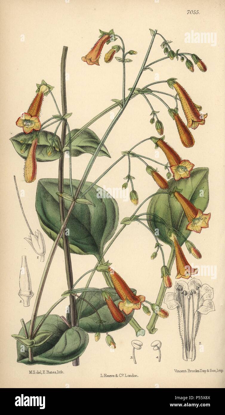 Pentstemon rotundifolius, natif d'Amérique du Mexique. La main, illustration botanique dessiné par Mathilde Smith et lithographiée par E. Bates de Joseph Dalton Hooker's 'Curtis's Botanical Magazine, 1889', L. Reeve & Co. un deuxième-cousin et élève de Sir Joseph Dalton Hooker, Matilda Smith (1854-1926) a été le principal artiste pour le Botanical Magazine de 1887 à 1920 et a contribué 2 300 illustrations. Banque D'Images