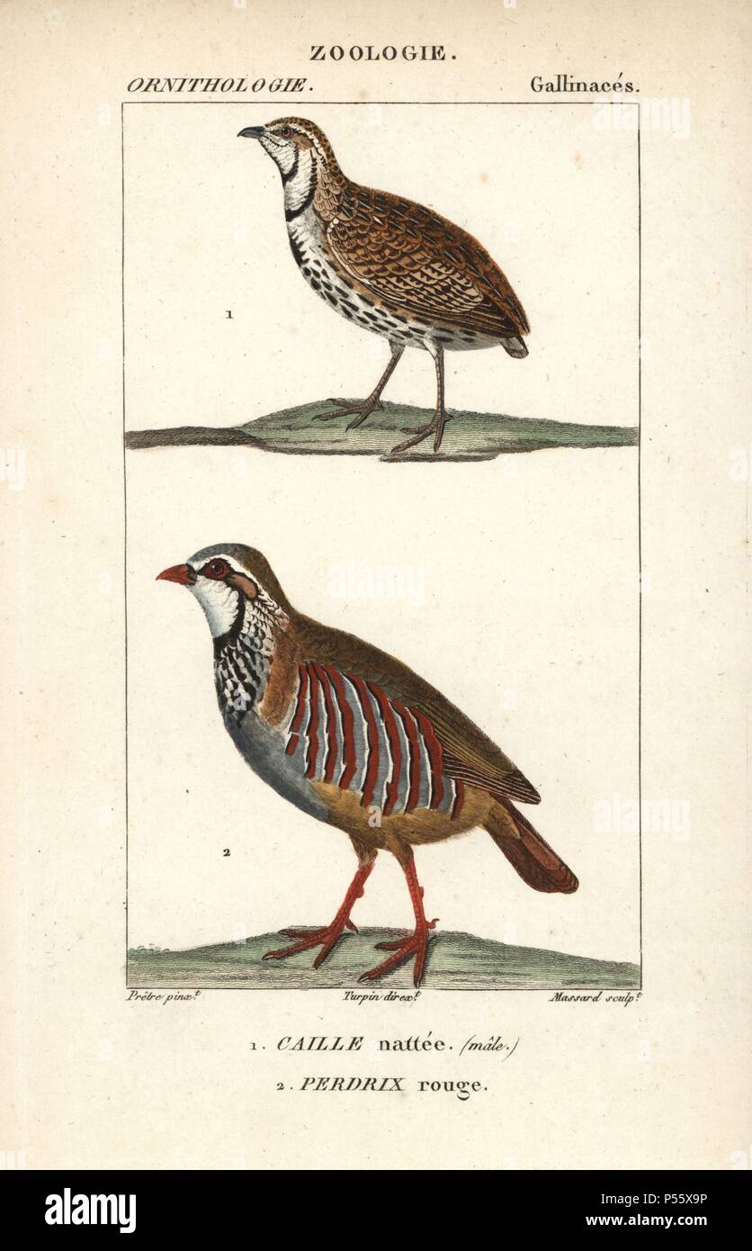 Caille Coturnix coromandelica, pluie, et red-legged partridge Alectoris rufa. Gravure sur cuivre coloriée à crépi de Dumont de Sainte-Croix's 'Dictionary of Natural Science : ornithologie,' Paris, France, 1816-1830. Illustration par J. G. Pretre, gravé par David, réalisé par Pierre Jean François Turpin, et publié par F.G. Levrault. Jean Gabriel Pretre (17801845) était peintre d'histoire naturelle à l'Impératrice Joséphine's zoo et plus tard est devenu artiste pour le Musée d'Histoire Naturelle. Turpin (1775-1840) est considéré comme l'un des plus grands illustrateurs botaniques français du 19e siècle. Banque D'Images