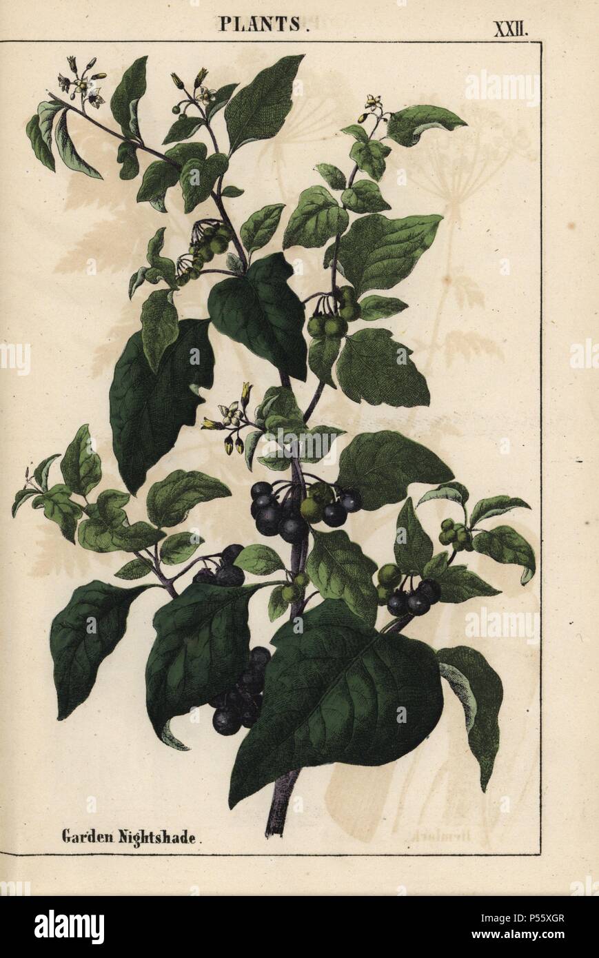 Jardin ou morelle noire avec de petits fruits noirs Solanum nigrum. . Chromolithographie de 'l'instructive Picturebook, ou les leçons de du monde végétal,' [Charlotte Marie] Yonge, Édimbourg, 1858. Banque D'Images