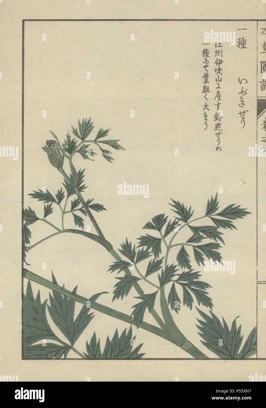 Les feuilles et les frondes de carum. Carum. halopetalum Ibukiseri. Gravure sur bois imprimée en couleur par Kan'fr Iwasaki de 'Honzo Zufu,' un guide illustré de plantes médicinales, 1884. Iwasaki (1786-1842) était un botaniste japonais, entomologiste et zoologiste. Il est l'un des premiers botanistes japonais d'intégrer le savoir occidental dans ses études. Banque D'Images