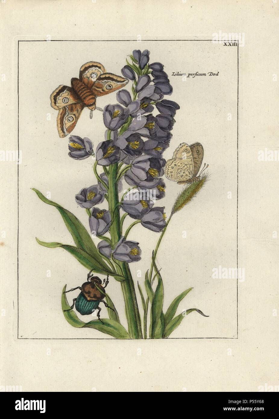 Persian cloches, Fritillaria persica, avec papillon, papillon et coccinelle. Gravure sur cuivre coloriée de botanique 'Nederlandsch Bloemwerk" (Dutch Flower Arrangements), Amsterdam, J.B. Elwe, 1794. Illustration copiés à partir d'un travail par l'un des grands peintres de fleurs français du 17ème siècle, Nicolas Robert (1614-1685), intitulée "variae ac multiformes florum espèces.. Diverses fleurs,' Paris, 1660. Banque D'Images