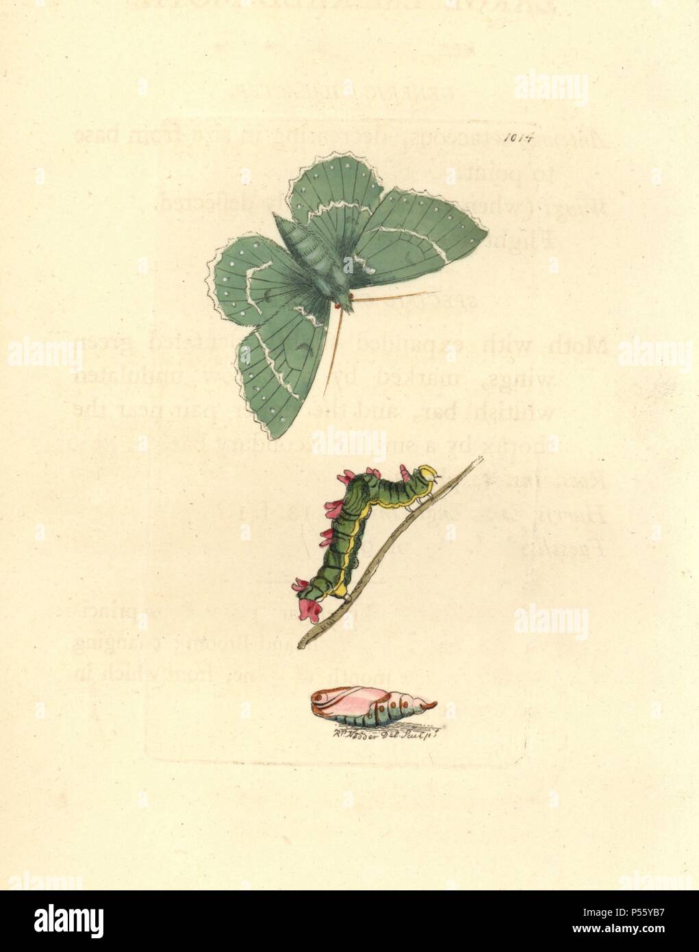 Emerald grande espèce, Geometra papilionaria. Illustration dessiné et gravé par Richard Nodder Sciences. Coloriée à la gravure sur cuivre de George Shaw et Frederick Nodder's 'Le Naturalist's Miscellany' 1812. La plupart des 1 064 illustrations d'animaux, oiseaux, insectes, crustacés, poissons, la vie marine et de créatures microscopiques pour le Naturalist's Miscellany ont été dessiné par George Shaw, Frederick Nodder et Richard Nodder, et gravée et publiée par la famille Nodder. Frederick a attiré et gravé de nombreux cuivres jusqu'à sa mort vers 1800, et son fils Richard (17741823) a été responsabilités Banque D'Images