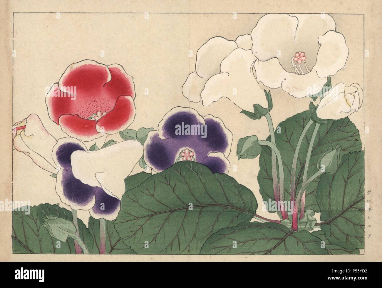 Gloxinia, sinningia speciosa. Gravure sur bois coloriée de Konan Tanigami eiyou Sokazufu "' (album illustré de plantes et fleurs de l'Ouest : l'été), Unsodo, Kyoto, 1917. Tanigami (1879-1928) décrit 125 variétés de plantes de jardin à travers les saisons. Banque D'Images