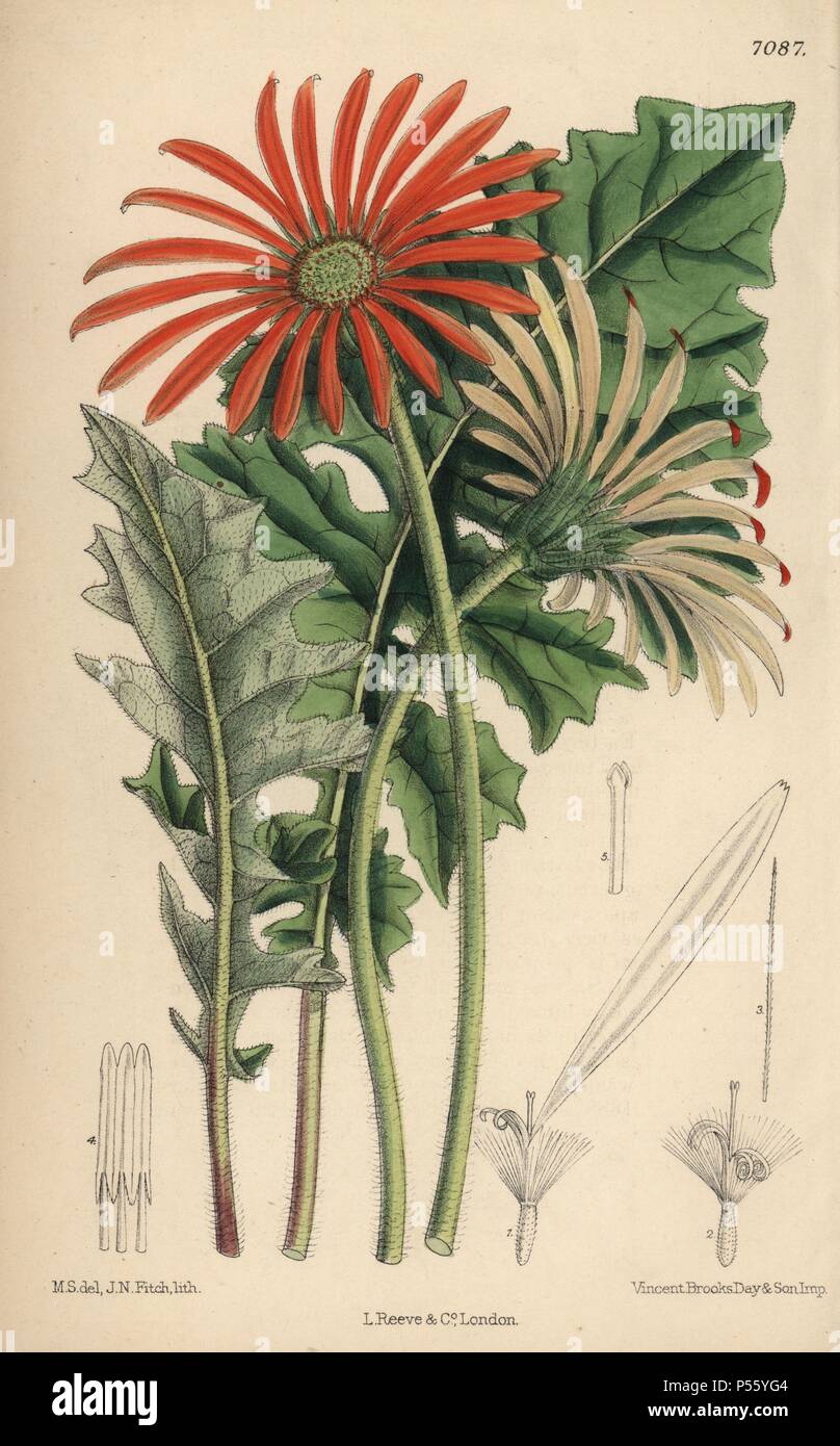 Gerbera jamesoni fleur orange, originaire de la réunion. La main, illustration botanique dessiné par Mathilde Smith et lithographiée par John Nugent Fitch de Joseph Dalton Hooker's 'Curtis's Botanical Magazine, 1889', L. Reeve & Co. un deuxième-cousin et élève de Sir Joseph Dalton Hooker, Matilda Smith (1854-1926) a été le principal artiste pour le Botanical Magazine de 1887 à 1920 et a contribué 2 300 illustrations. Banque D'Images