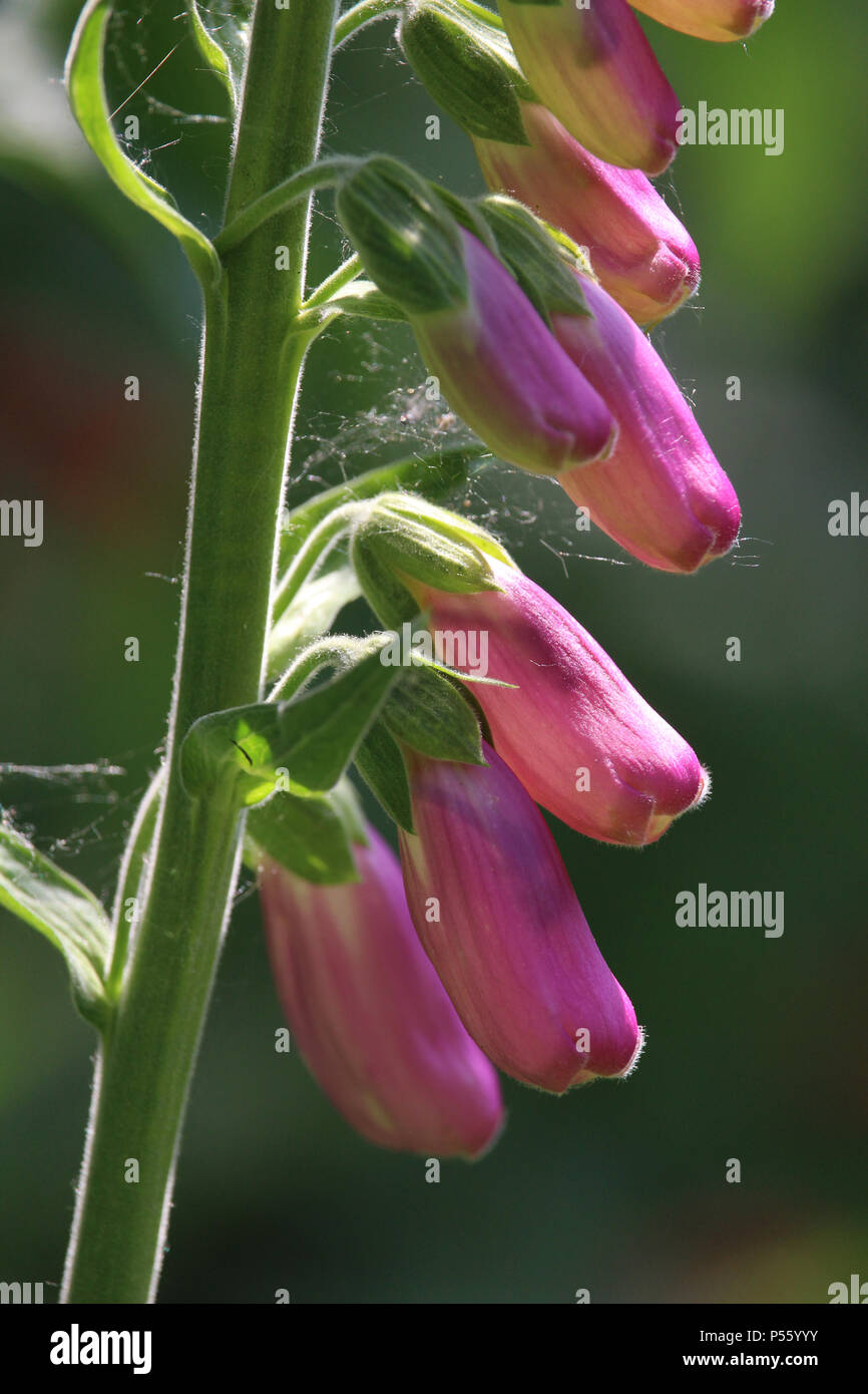 La belle le printemps ensoleillé de fleurs Digitalis purpurea, également connu sous le nom de commentaire foxglove. Banque D'Images