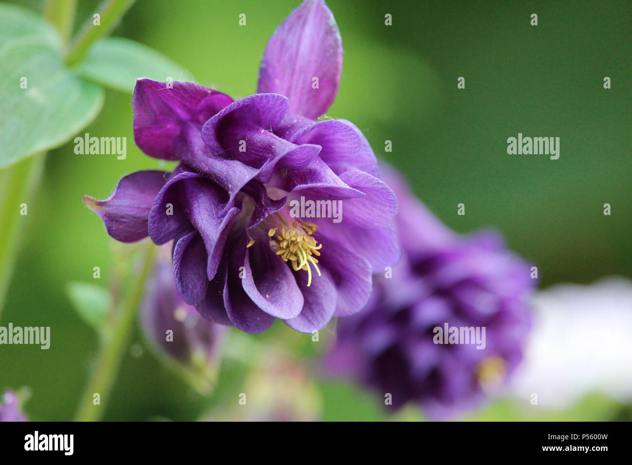 Les belles fleurs violettes d'une ancolie, également connu sous le nom de Columbine ou Granny's Bonnet, contre un vert naturel. Banque D'Images