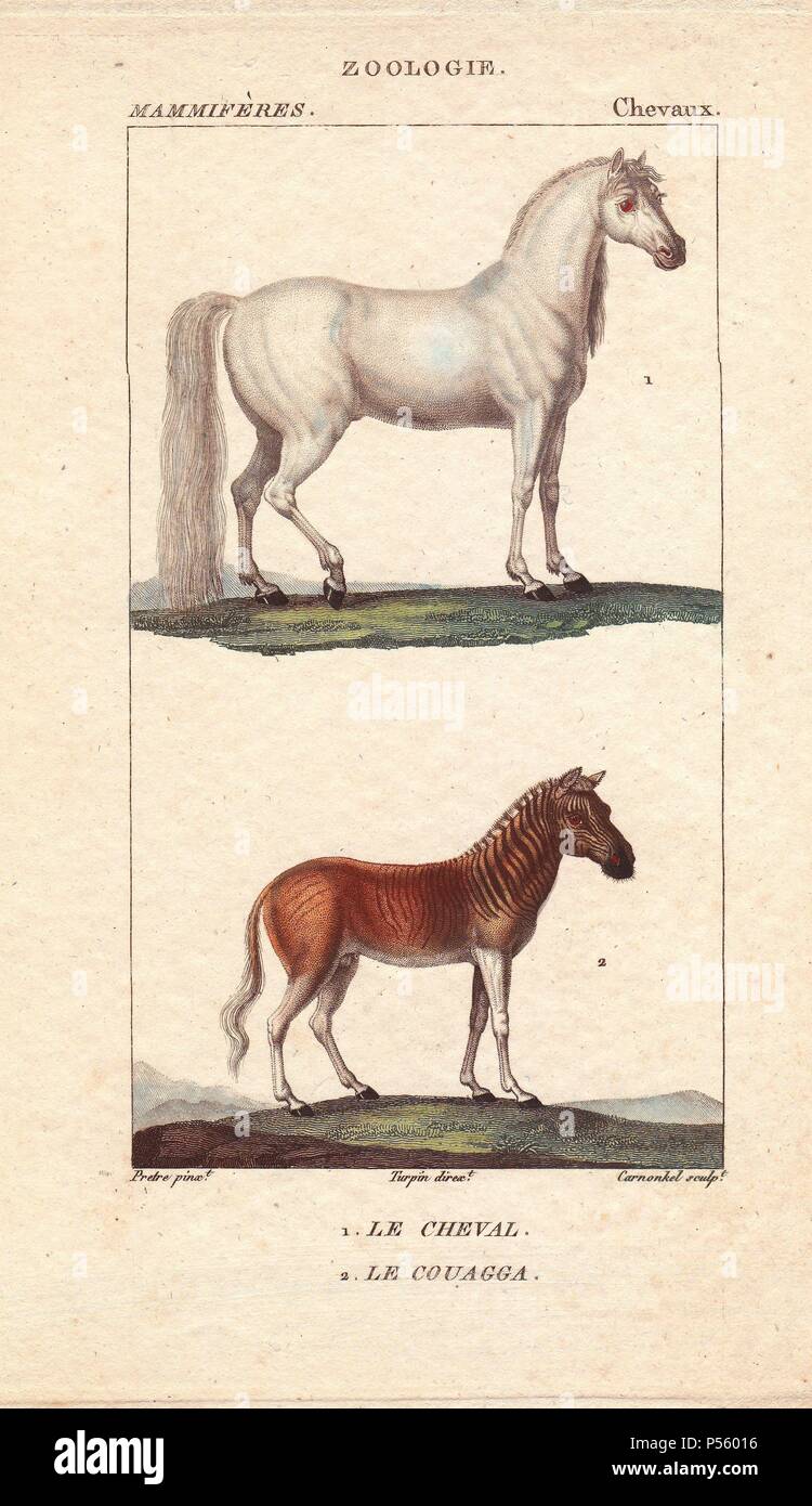 Cheval, Equus caballus, et quagga quagga quagga, Equus, disparu. Gravure coloriée par Carnonkel crépi d'une illustration par Jean-Gabriel Pretre réalisé par Turpin de Jussieu 'Dictionnaire du des Sciences Naturelles,' Paris, Levrault, 1816-1830. Pretre (17801845) était peintre d'histoire naturelle à l'Impératrice Joséphine's zoo et plus tard est devenu artiste pour le Musée d'Histoire Naturelle. Banque D'Images