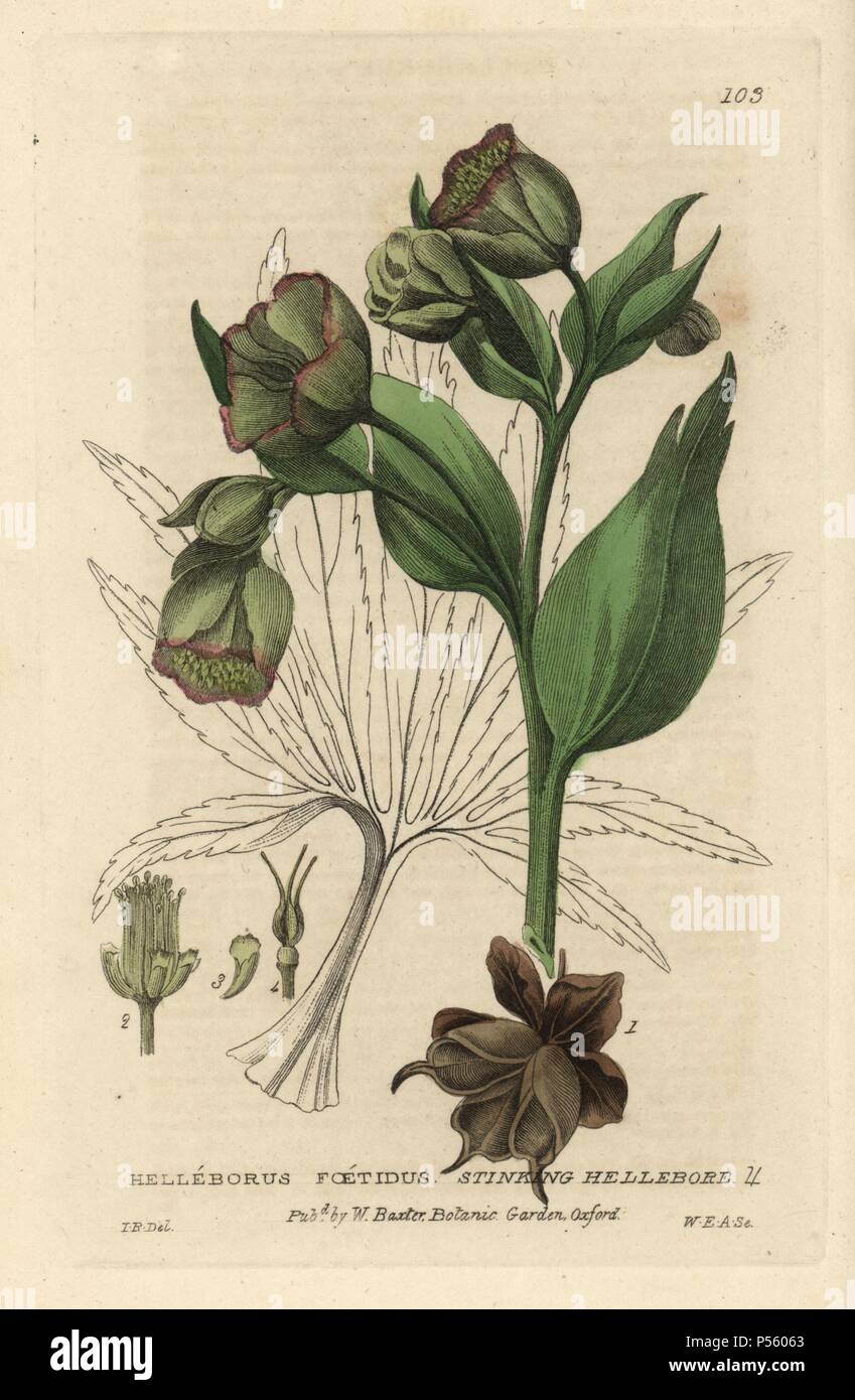 L'hellébore fétide helleborus foetidus,. La gravure sur cuivre coloriée par nous François lavie d'un dessin par Isaac Russell de William Baxter's 'british' 1834 Phaenogamous la botanique. Scotsman William Baxter (1788-1871) a été le conservateur du jardin botanique d'Oxford de 1813 à 1854. Banque D'Images