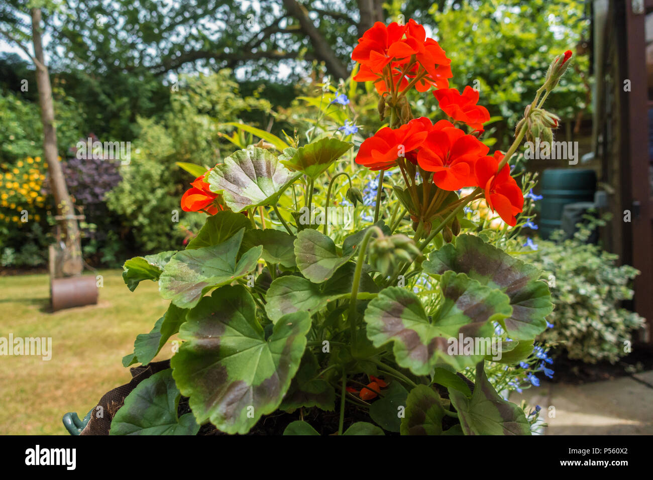 Une vue en gros plan d'un géranium pelargonium zonale ou rouge. Banque D'Images