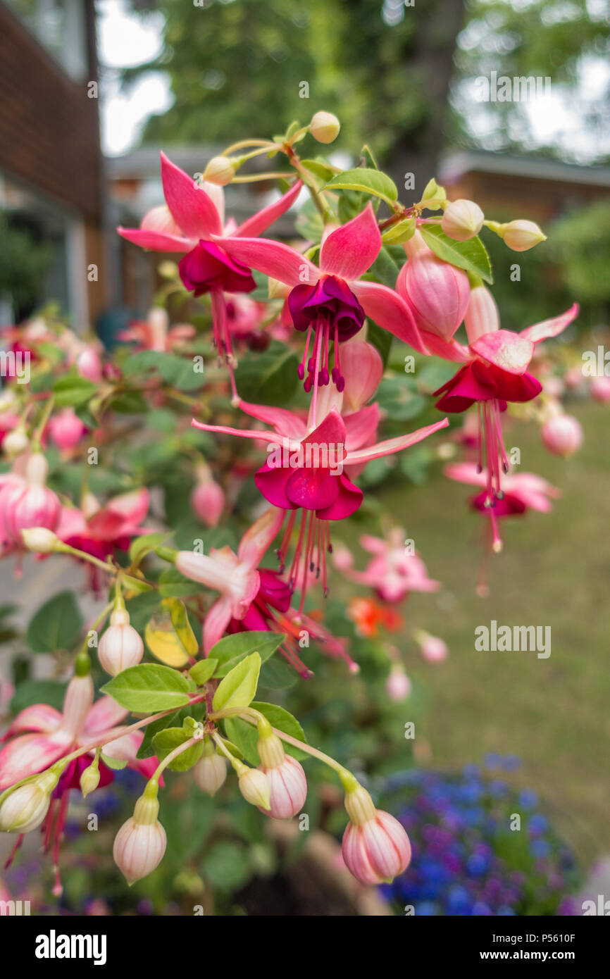 Fleurs rose fuchsia. Banque D'Images