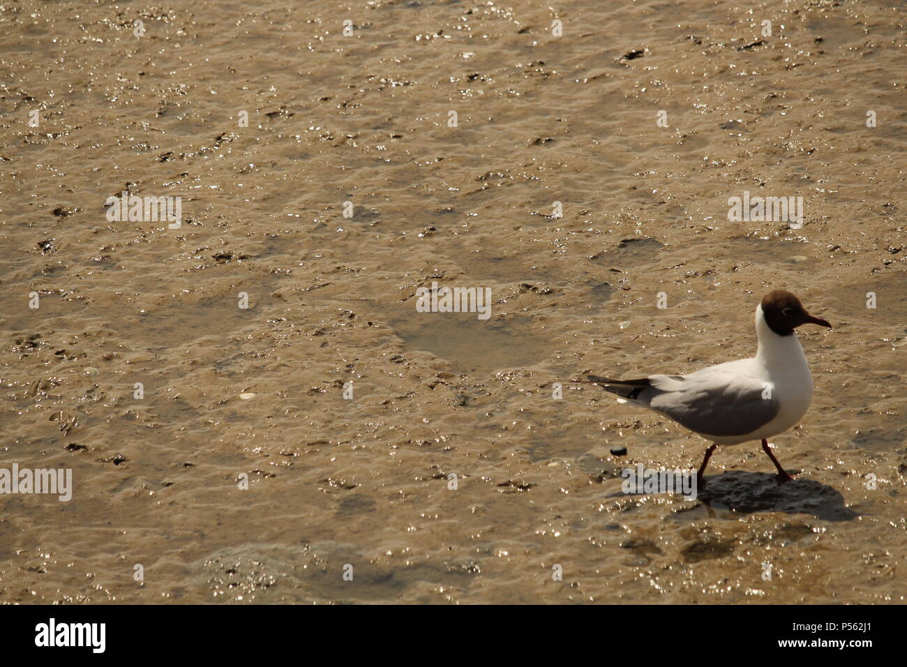 Mouette noire solitaire (Chroicocephalus ridibundus) trekking le long des vasières à marée basse. L'été 2018. Banque D'Images