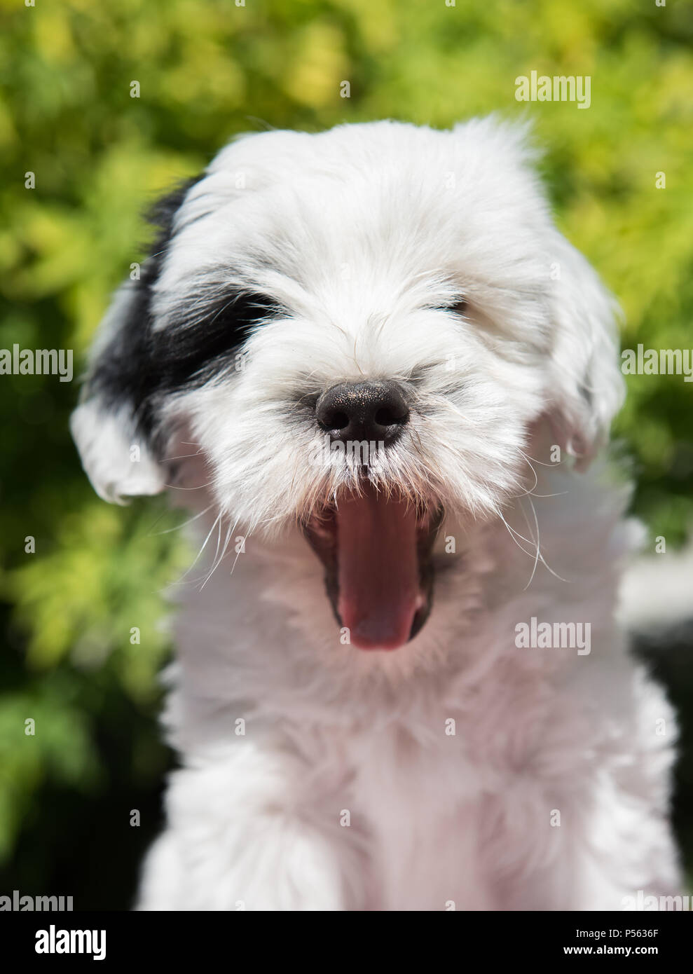White Terrier tibétain funny dog puppy sourit à la nature Banque D'Images