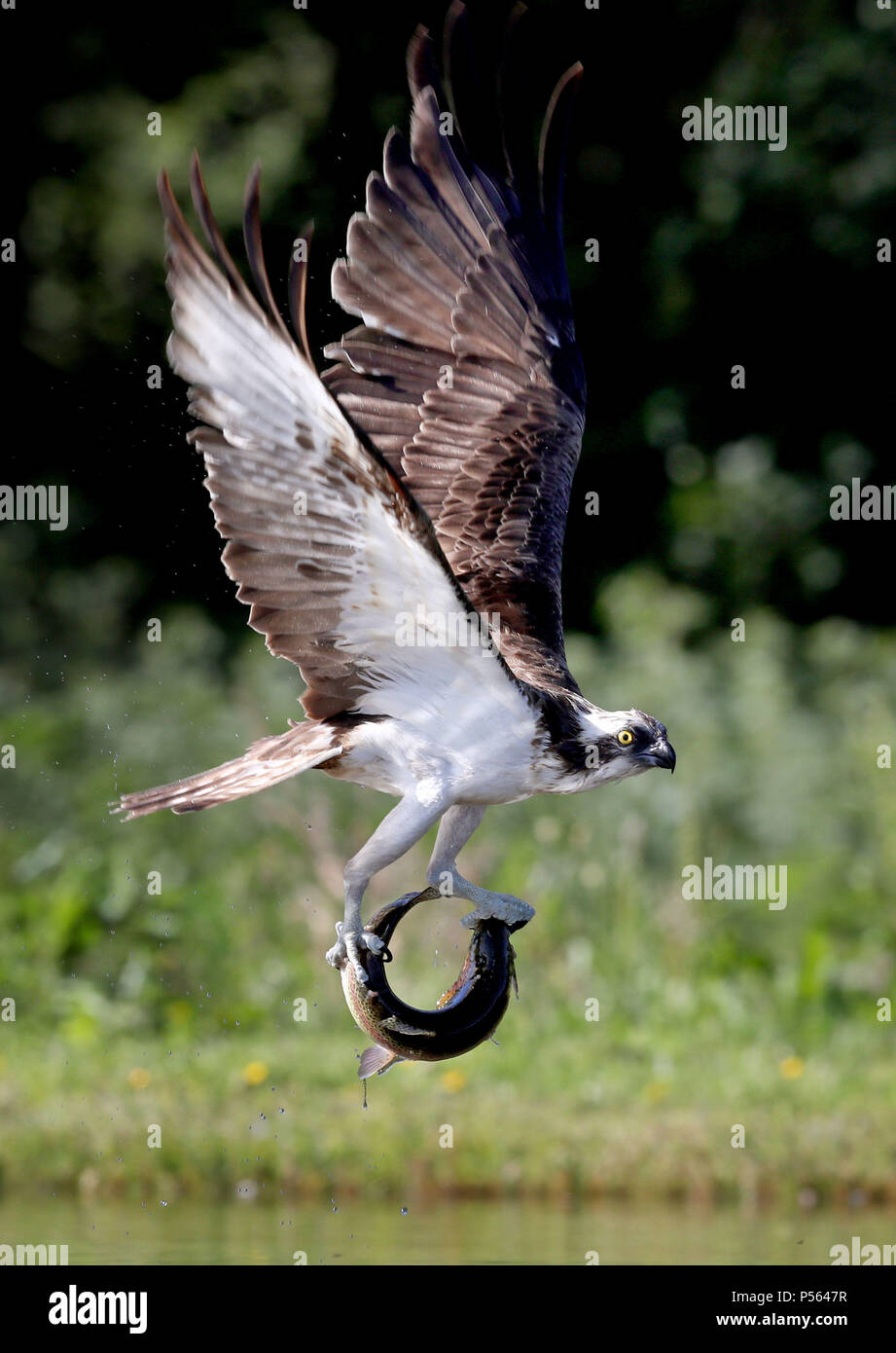 Un balbuzard pêcheur attrape un arc-en-ciel la Truite dans un lac près de Aviemore dans les Cairngorms, comme les oiseaux sont occupés de pêche à ce moment de l'année pour leurs jeunes. Banque D'Images Un balbuzard pêcheur attrape un arc-en-ciel la Truite dans un lac près de Aviemore dans les Cairngorms, comme les oiseaux sont occupés de pêche à ce moment de l'année pour leurs jeunes. Banque D'Images