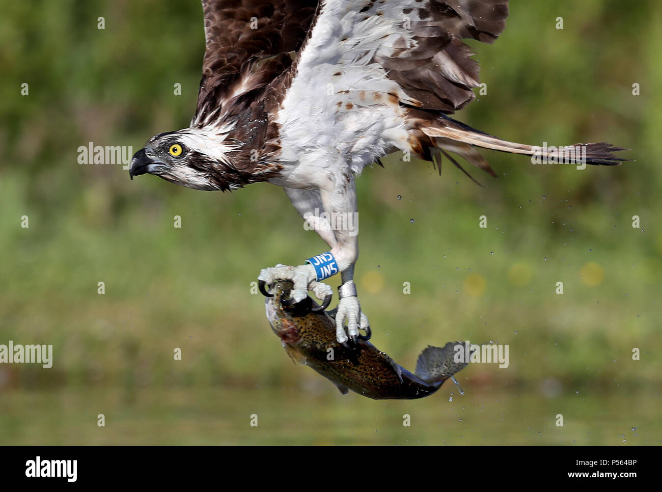 Un balbuzard pêcheur attrape un arc-en-ciel la Truite dans un lac près de Aviemore dans les Cairngorms, comme les oiseaux sont occupés de pêche à ce moment de l'année pour leurs jeunes. Banque D'Images Un balbuzard pêcheur attrape un arc-en-ciel la Truite dans un lac près de Aviemore dans les Cairngorms, comme les oiseaux sont occupés de pêche à ce moment de l'année pour leurs jeunes. Banque D'Images