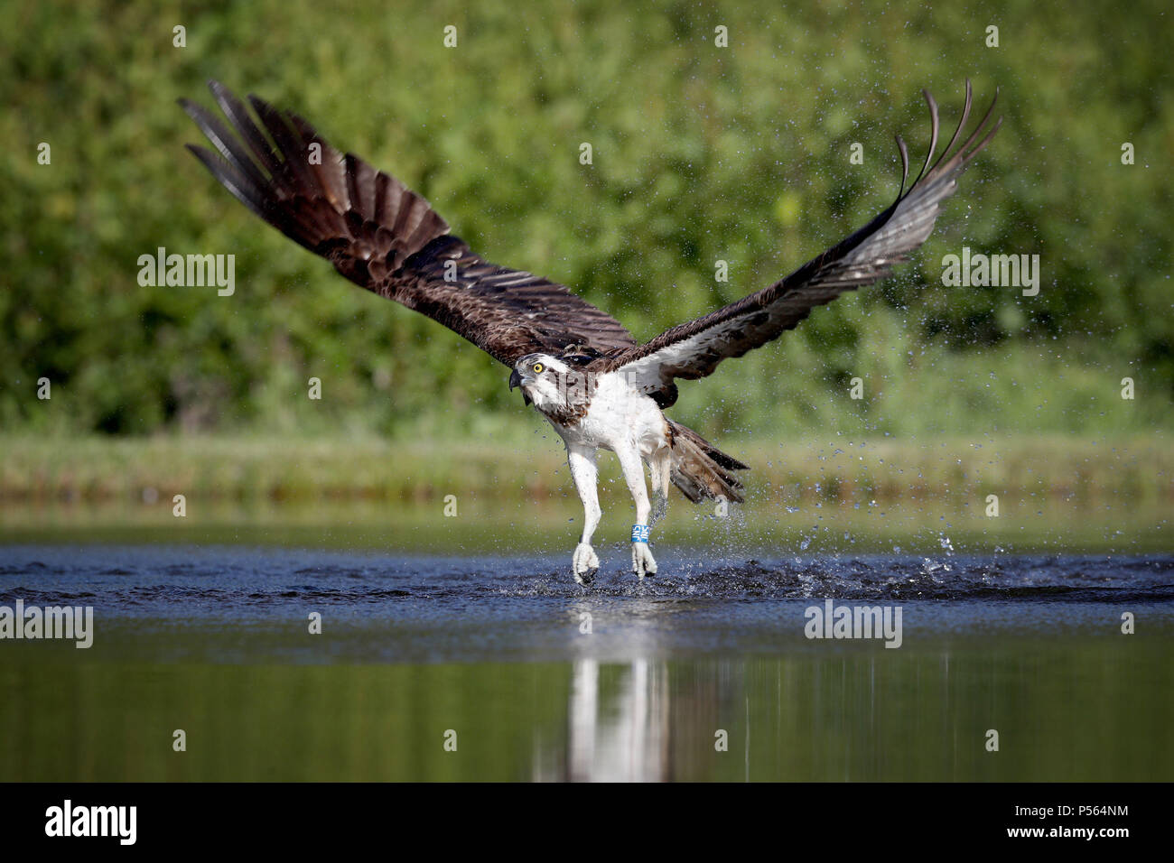 Un balbuzard atterrit sur l'eau dans une tentative pour attraper la Truite dans un lac près de Aviemore dans les Cairngorms,comme les oiseaux sont occupés de pêche à ce moment de l'année pour leurs jeunes. Banque D'Images Un balbuzard atterrit sur l'eau dans une tentative pour attraper la Truite dans un lac près de Aviemore dans les Cairngorms,comme les oiseaux sont occupés de pêche à ce moment de l'année pour leurs jeunes. Banque D'Images