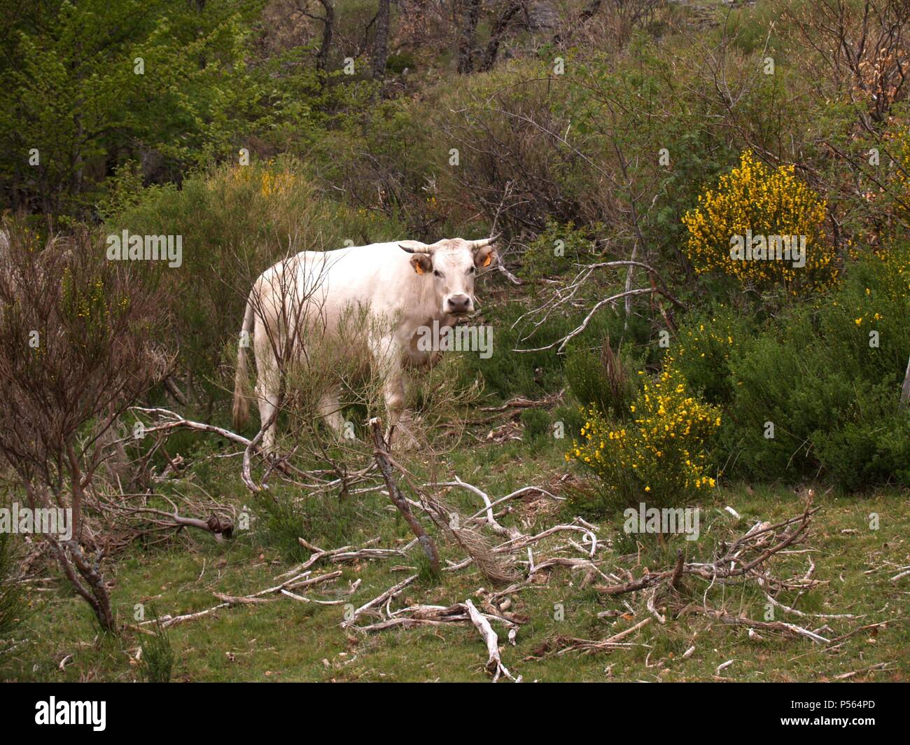 GANADO VACUNO. Pastando vaca. España. Banque D'Images