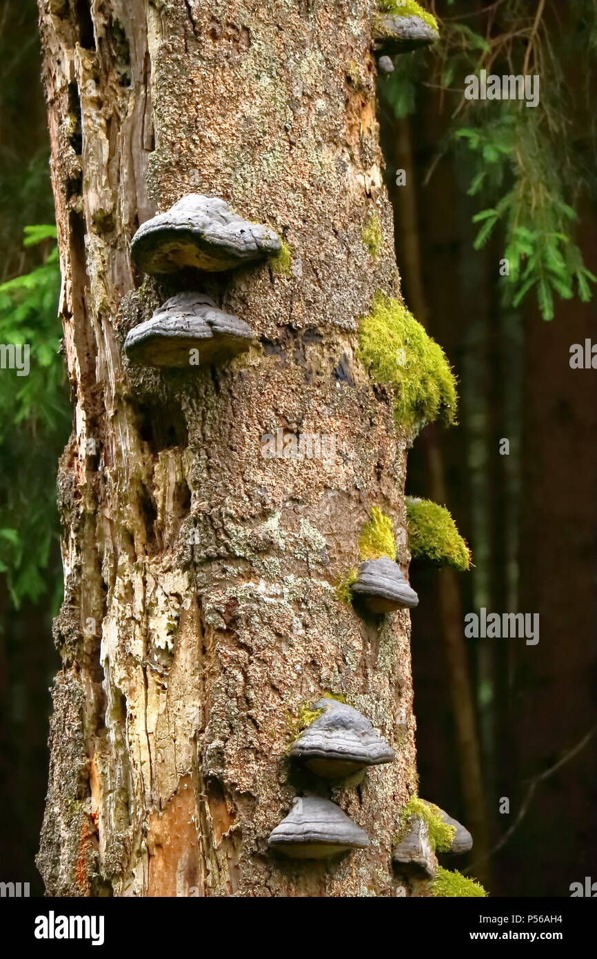 Champignon d'arbre, sabot champignon sur une épinette morte dans une forêt en Allemagne. Banque D'Images