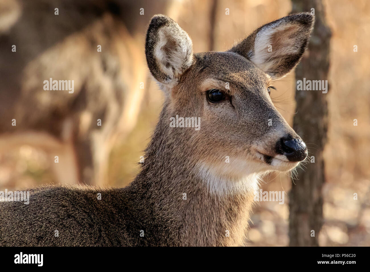 Portrait d'un Cerf de Virginie (Odocoileus virginianus) doe Banque D'Images