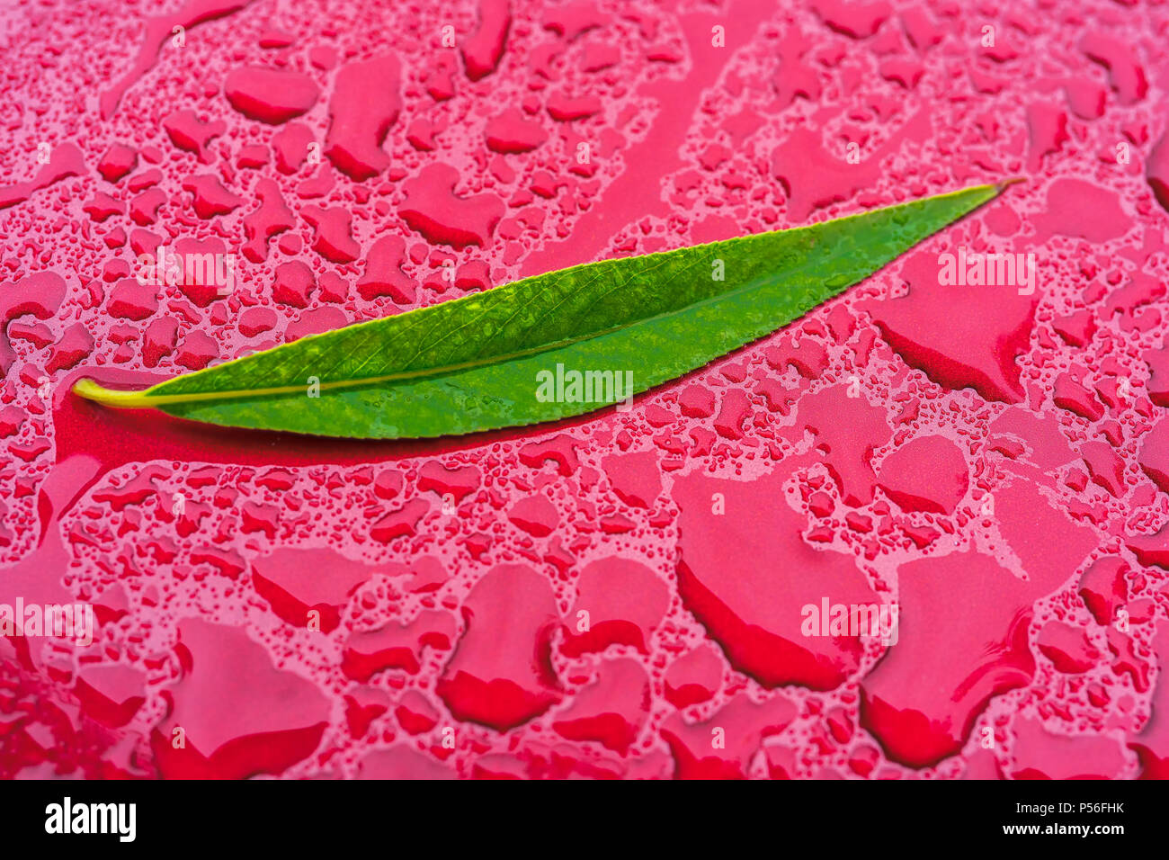 Green Willow laisser sur un capot de voiture humide. Banque D'Images