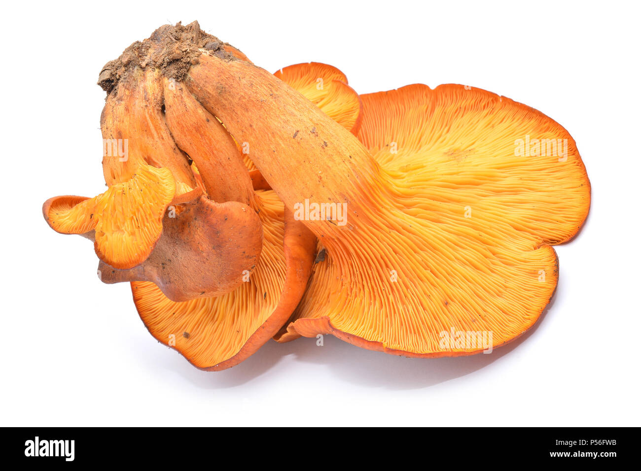 Omphalotus olearius toxiques champignons isolated on white Banque D'Images