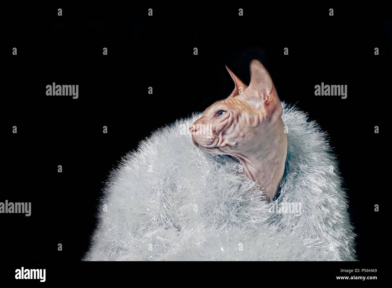 Portrait d'un chat sphynx portant des guirlandes - isolé sur fond noir. Banque D'Images