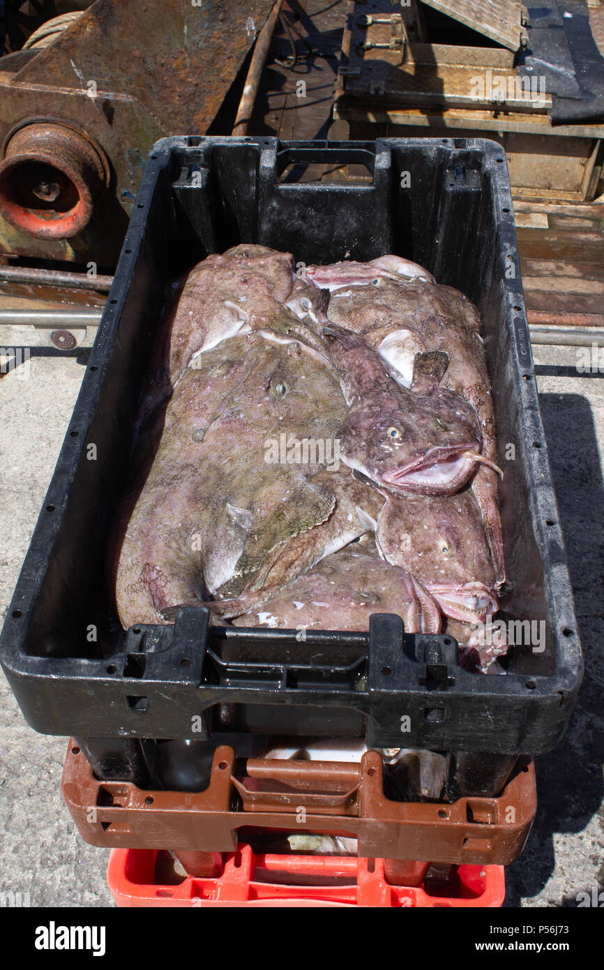 Lophius piscatorius baudroie, débarqué fraîchement pêché sur le quai. Banque D'Images