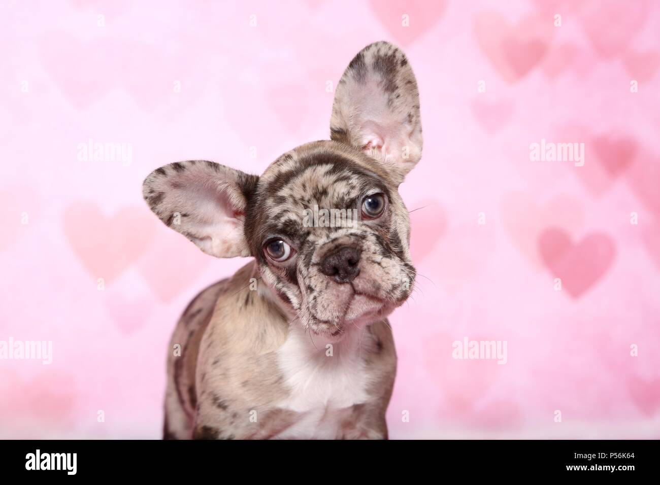 Chiot Bouledogue Français Banque D'Images