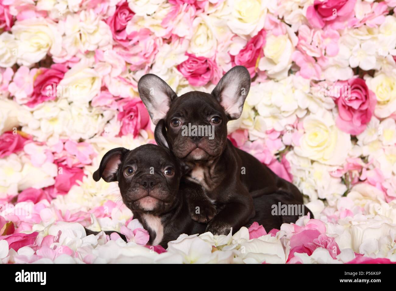Deux Bouledogue Français Puppys Banque D'Images