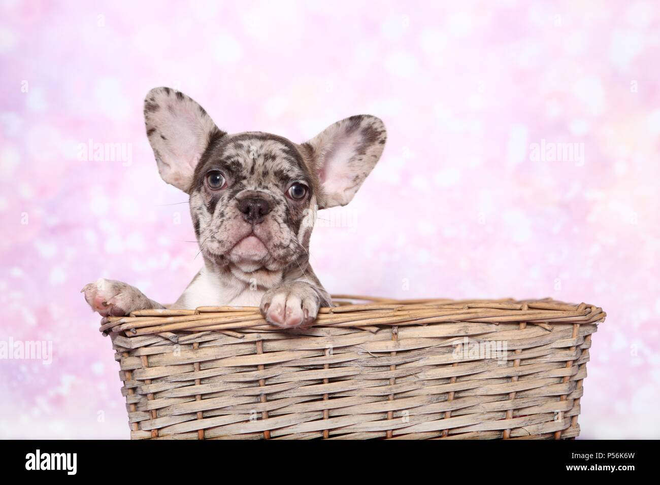 Chiot Bouledogue Français Banque D'Images