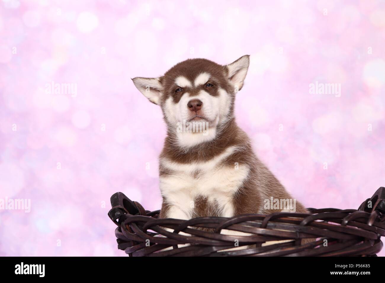 Chiot Malamute d'Alaska Banque D'Images