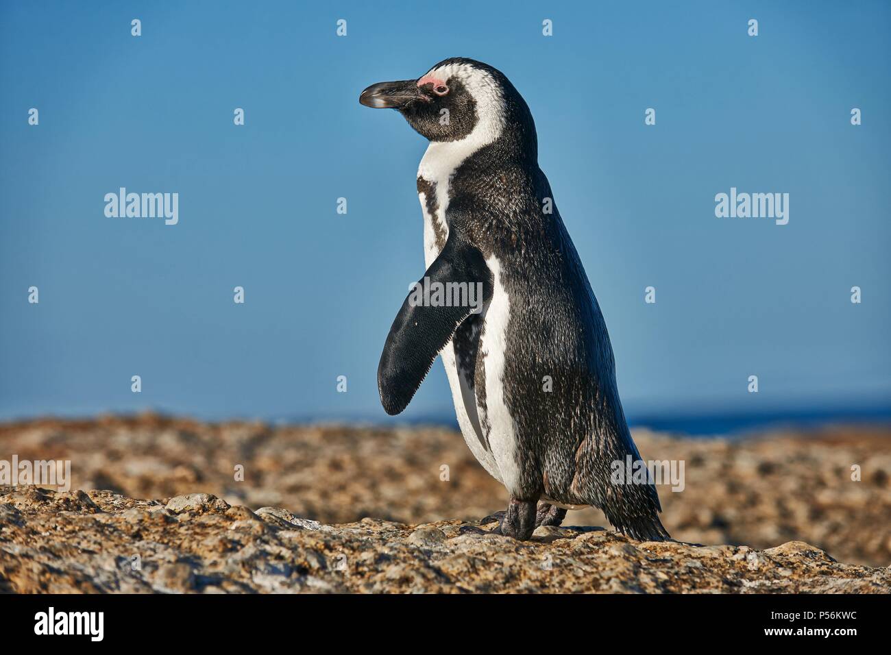 Pingouin africain Banque D'Images