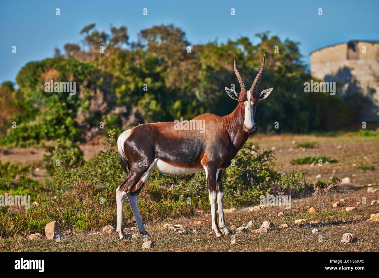 Bontebok Banque D'Images