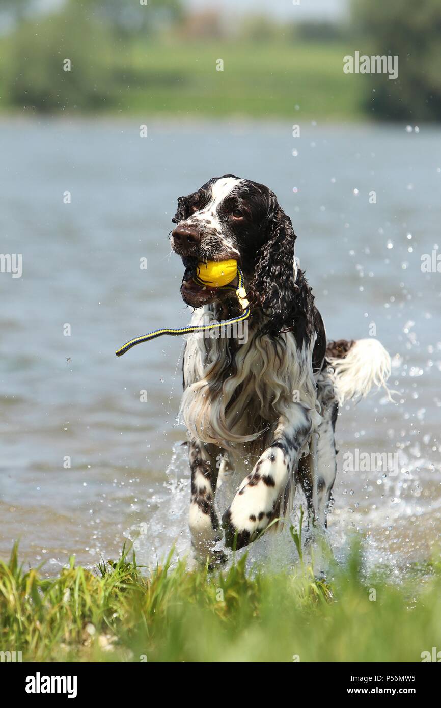 English Springer Spaniel Banque D'Images