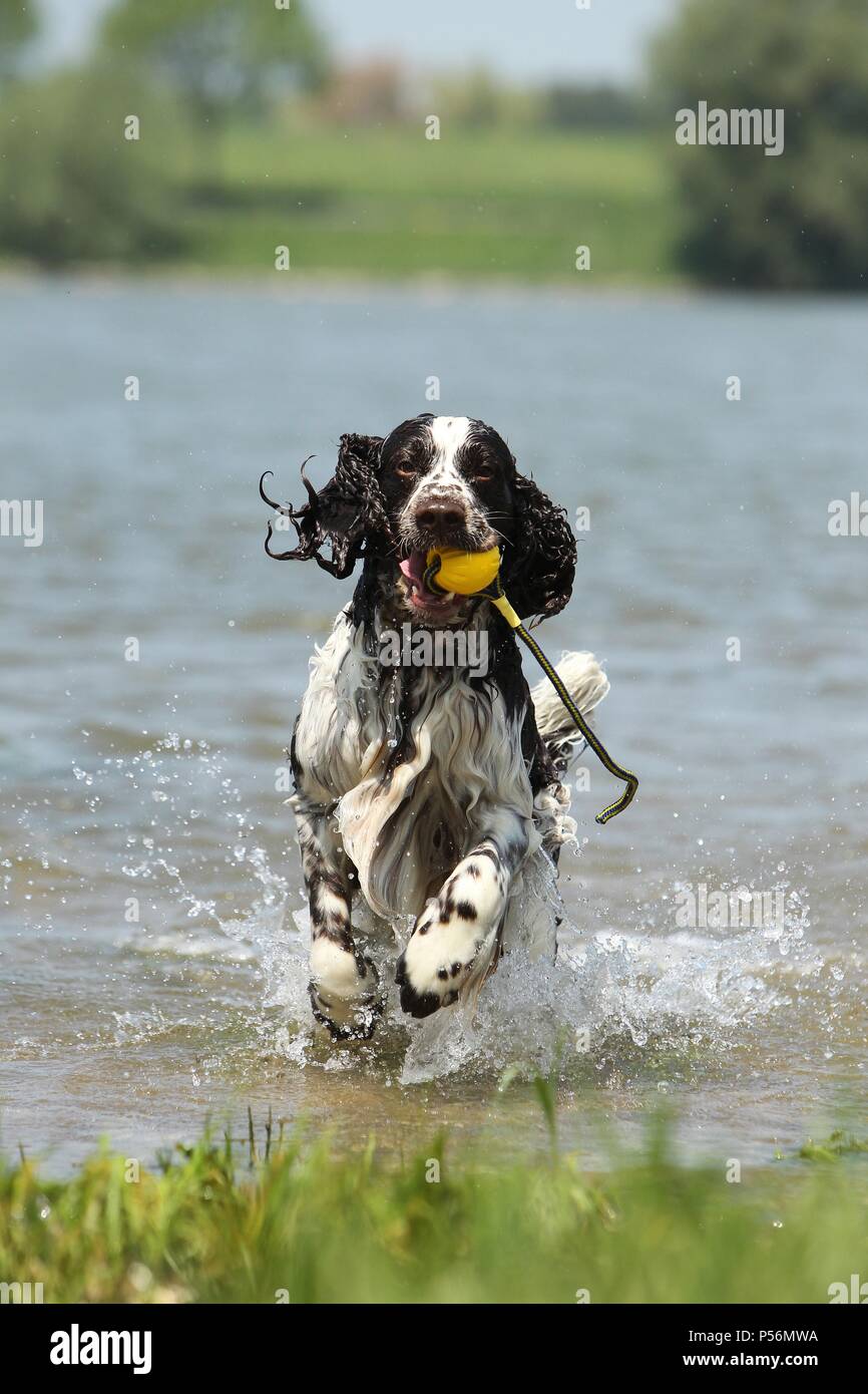 English Springer Spaniel Banque D'Images