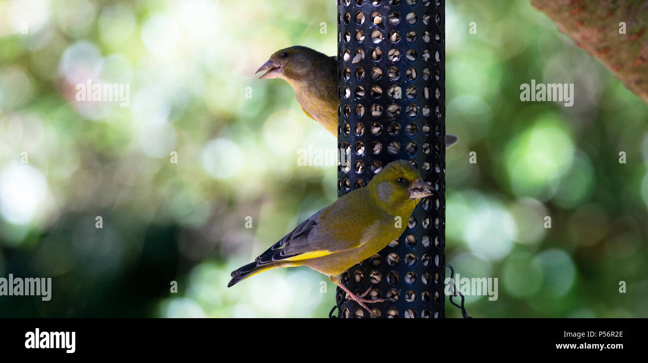 Un mâle et femelle Verdier percher sur une mangeoire Coeurs de tournesol manger suspendu dans un arbre dans un jardin en Alsager Cheshire England UK Banque D'Images