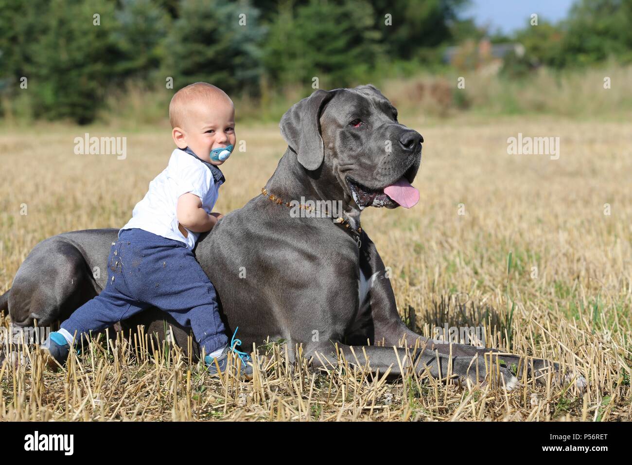 Enfant Et Grand Danois Photo Stock Alamy