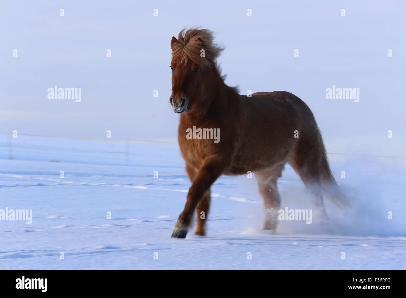 Cheval au galop Banque D'Images